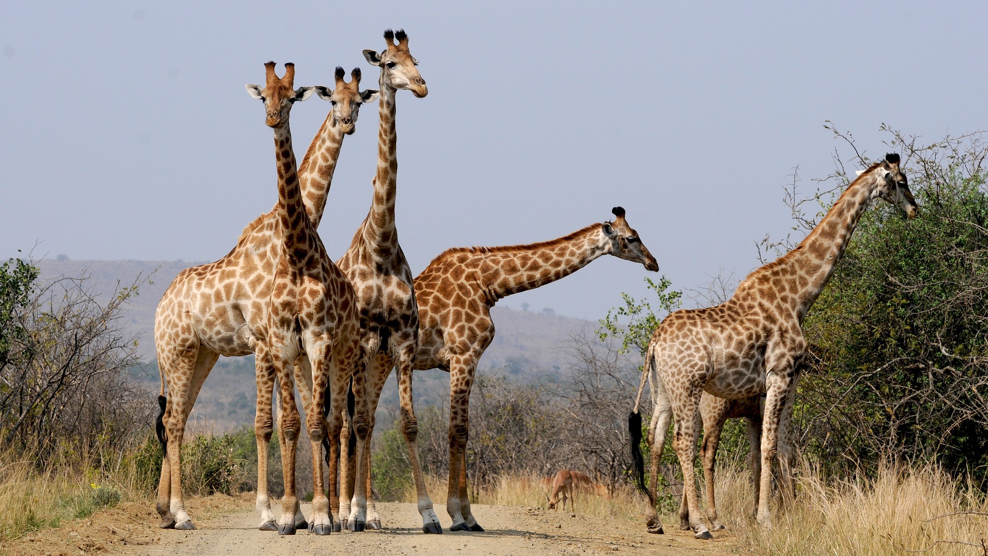 Jour 12:  Parc Kruger           