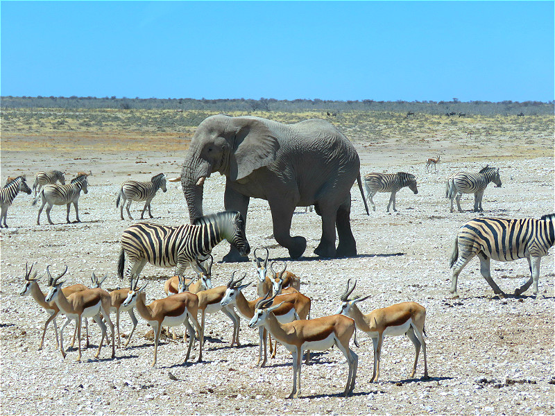 Jour 18:  Parc d’Etosha      