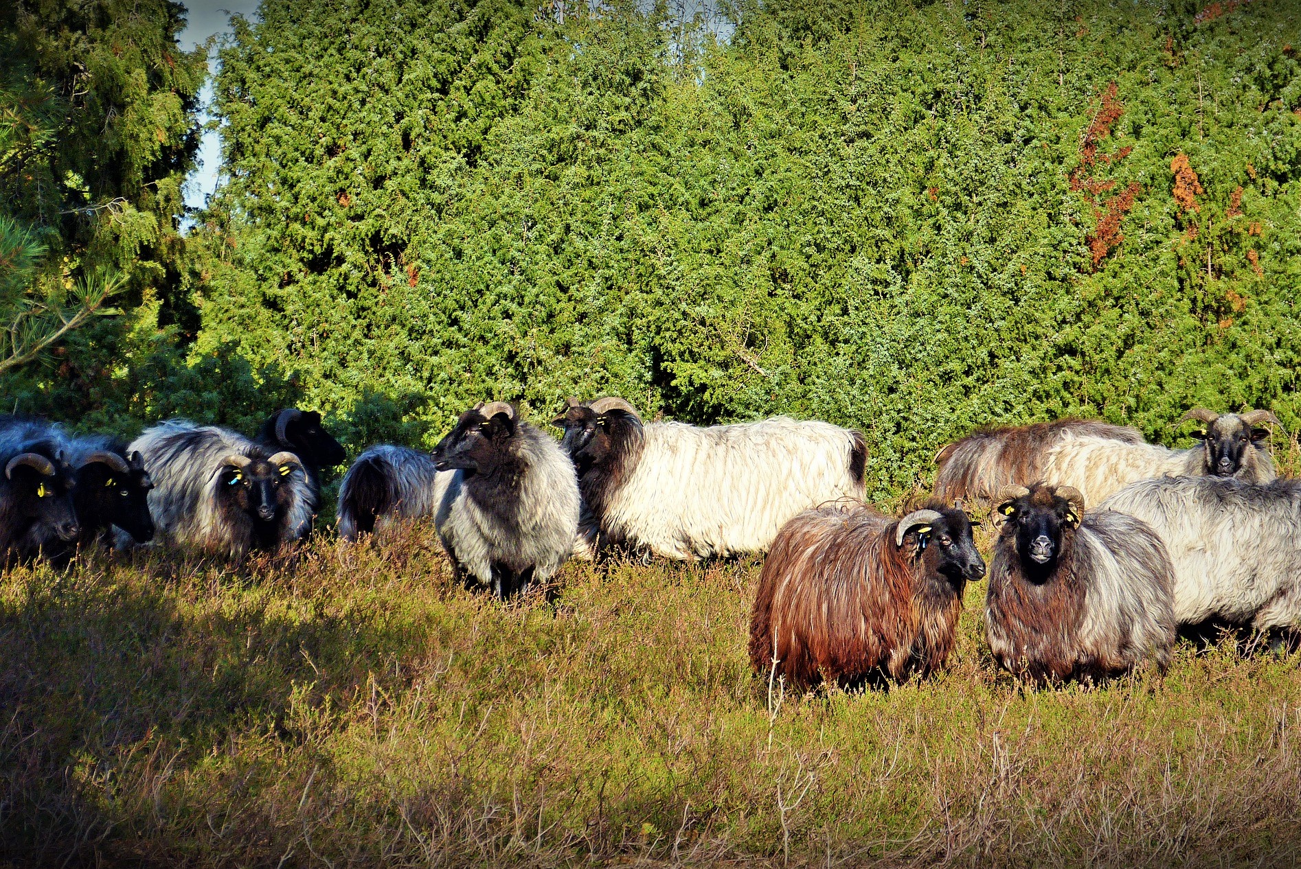 Jour 18:  Ferme irlandaise - Sligo - Castlebar