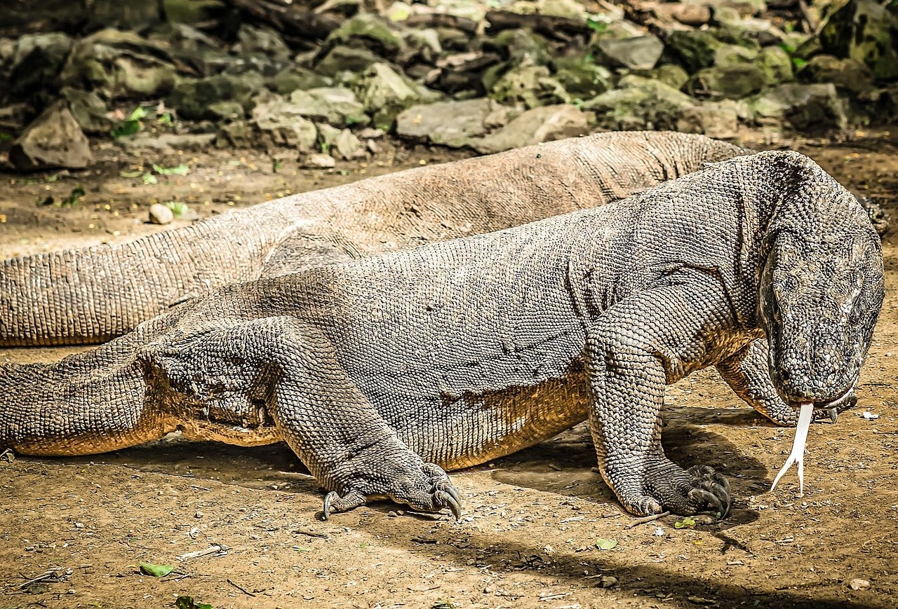 Jour 22 PARC NATIONAL DE KOMODO