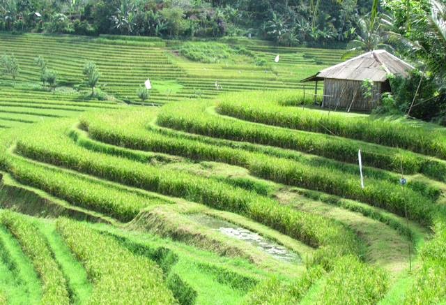 Jour 12 TANAH LOT — BATUKARU — JATILUWIH — LAC BRATAN — MUNDUK