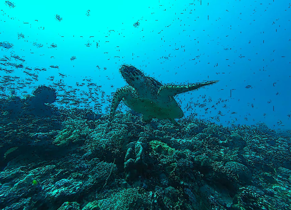 Jour 15 SNORKELING À MENJANGAN 