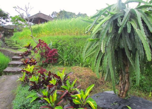 Jour 18 TREKKING À BAYAD 
