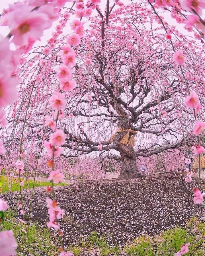 La saison des cerisiers en fleurs au Japon